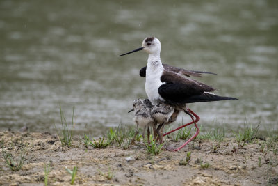 Cavaliere d'Italia (Himantopus himantopus) - Black-winged Stilt	