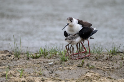Cavaliere d'Italia (Himantopus himantopus) - Black-winged Stilt	