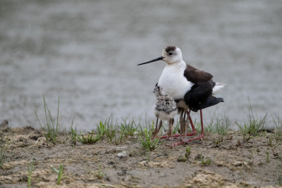 Cavaliere d'Italia (Himantopus himantopus) - Black-winged Stilt	