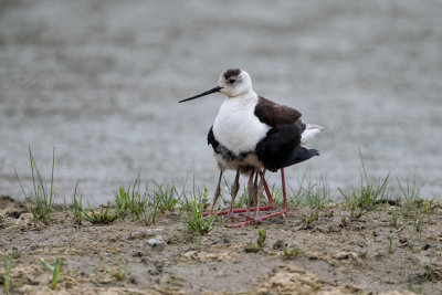 Cavaliere d'Italia (Himantopus himantopus) - Black-winged Stilt	