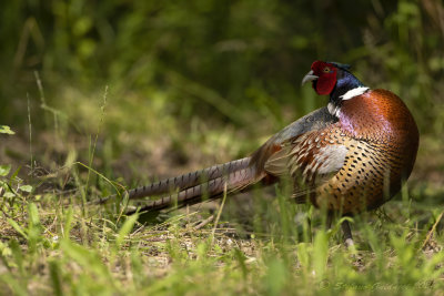 Fagiano (Phasianus colchicus) - Common Pheasant	