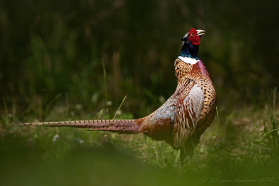 Fagiano (Phasianus colchicus) - Common Pheasant	