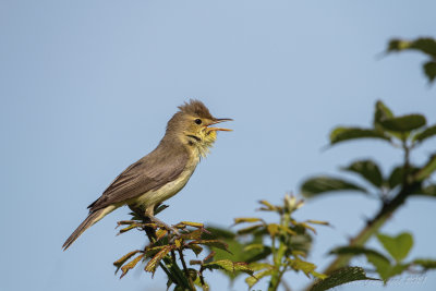 Canapino (Hippolais polyglotta) - Melodious Warbler