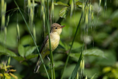 Canapino (Hippolais polyglotta) - Melodious Warbler