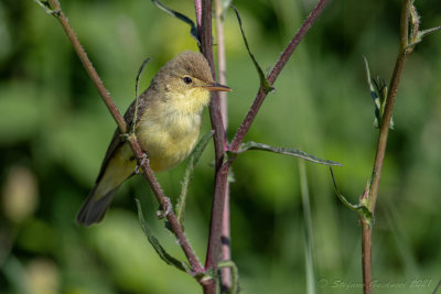 Canapino (Hippolais polyglotta) - Melodious Warbler