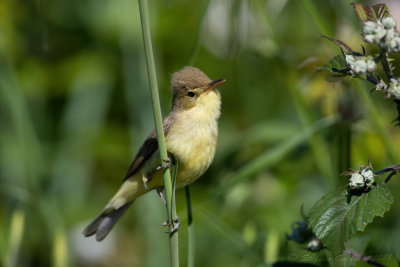Canapino (Hippolais polyglotta) - Melodious Warbler