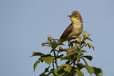 Canapino (Hippolais polyglotta) - Melodious Warbler