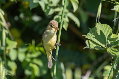 Canapino (Hippolais polyglotta) - Melodious Warbler