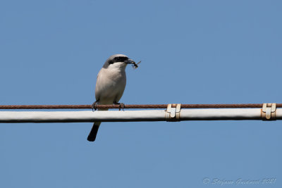 Averla piccola (Lanius collurio) - Red-backed Shrike