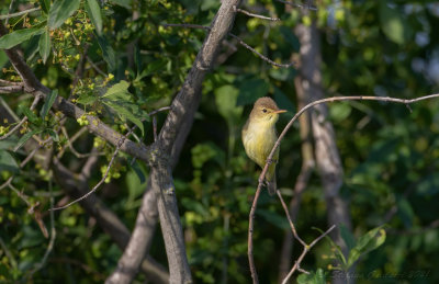 Canapino (Hippolais polyglotta) - Melodious Warbler
