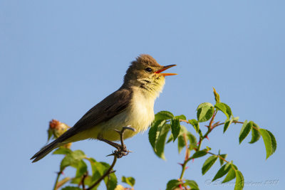 Canapino (Hippolais polyglotta) - Melodious Warbler