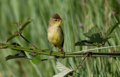 Canapino (Hippolais polyglotta) - Melodious Warbler