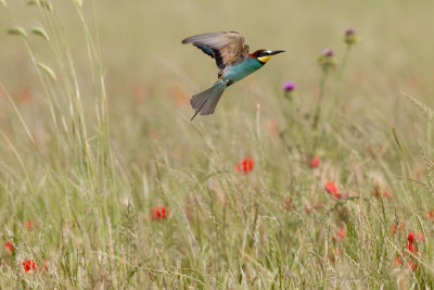 Gruccione (Merops apiaster) - Bee-eater