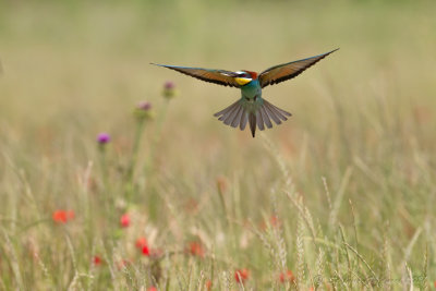 Gruccione (Merops apiaster) - Bee-eater