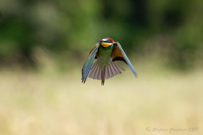 Gruccione (Merops apiaster) - Bee-eater