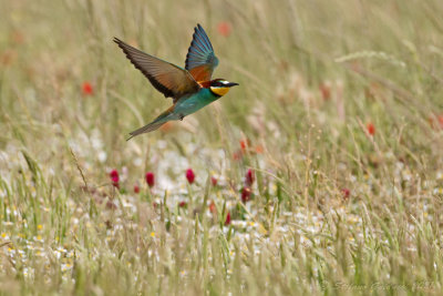 Gruccione (Merops apiaster) - Bee-eater