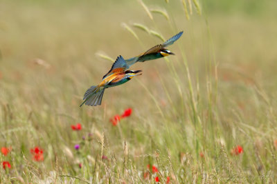 Gruccione (Merops apiaster) - Bee-eater