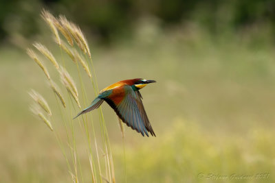 Gruccione (Merops apiaster) - Bee-eater