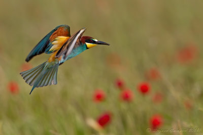 Gruccione (Merops apiaster) - Bee-eater