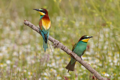 Gruccione (Merops apiaster) - Bee-eater