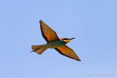 Gruccione (Merops apiaster) - Bee-eater