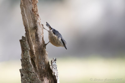 Picchio muratore (Sitta europaea) - Eurasian Nuthatch