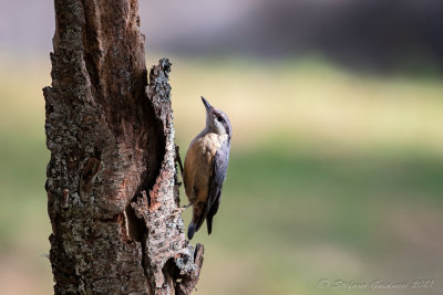 Picchio muratore (Sitta europaea) - Eurasian Nuthatch