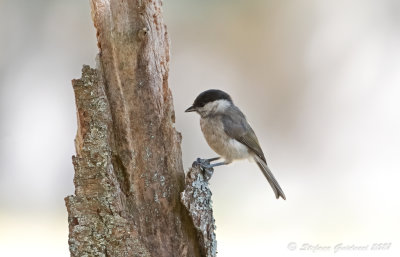 Cincia bigia (Poecile palustris) - Marsh Tit	