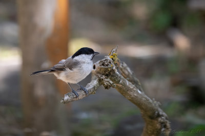 Cincia bigia (Poecile palustris) - Marsh Tit	