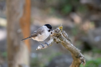 Cincia bigia (Poecile palustris) - Marsh Tit	