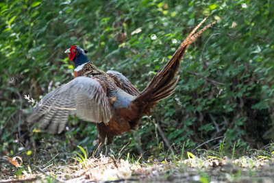 Fagiano (Phasianus colchicus) - Common Pheasant	