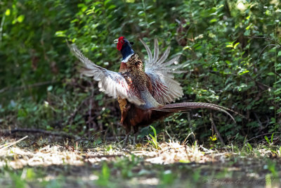 Fagiano (Phasianus colchicus) - Common Pheasant	