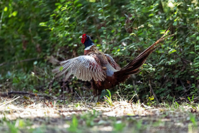Fagiano (Phasianus colchicus) - Common Pheasant	