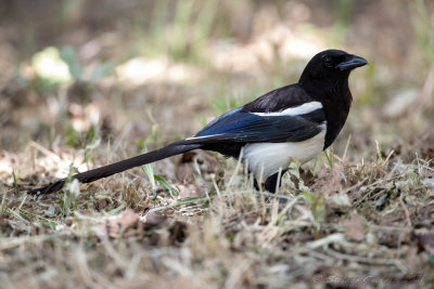 Gazza (Pica pica) - Eurasian Magpie