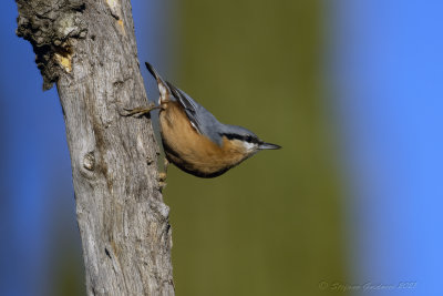 Picchio muratore (Sitta europaea) - Eurasian Nuthatch
