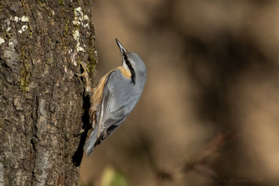 Picchio muratore (Sitta europaea) - Eurasian Nuthatch