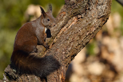 Scoiattolo (Sciurus vulgaris) - Squirrel