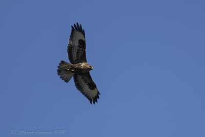 Poiana (Buteo buteo) - Common Buzzard