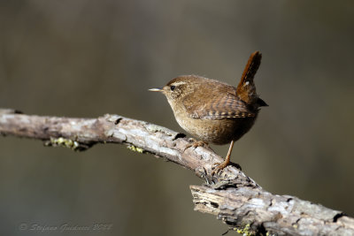 Scricciolo (Troglodytes troglodytes) - Winter Wren