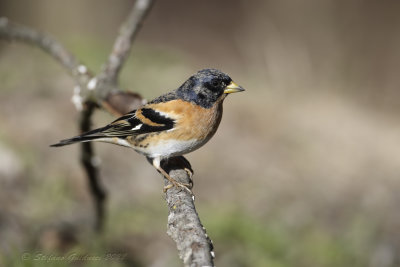 Peppola ♂ (Fringilla montifringilla) - Brambling