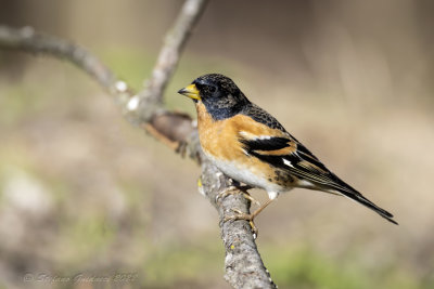 Peppola ♂ (Fringilla montifringilla) - Brambling