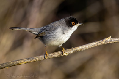 Occhiocotto ♂ (Sylvia melanocephala) - Sardinian Warbler