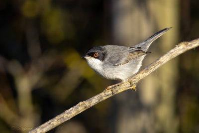 Occhiocotto ♂ (Sylvia melanocephala) - Sardinian Warbler
