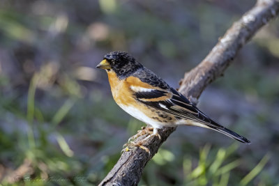 Peppola ♂ (Fringilla montifringilla) - Brambling