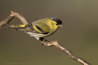 Lucherino (Carduelis spinus) - Eurasian Siskin