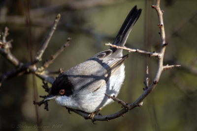 Occhiocotto ♂ (Sylvia melanocephala) - Sardinian Warbler