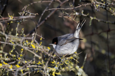 Occhiocotto ♂ (Sylvia melanocephala) - Sardinian Warbler