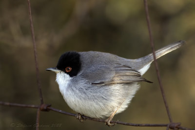 Occhiocotto ♂ (Sylvia melanocephala) - Sardinian Warbler
