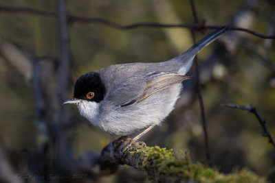 Occhiocotto ♂ (Sylvia melanocephala) - Sardinian Warbler