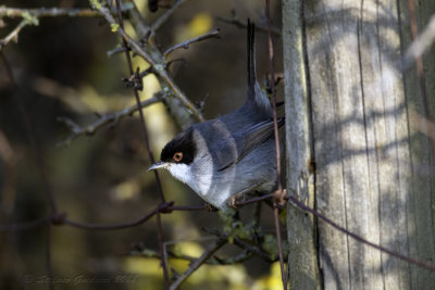 Occhiocotto ♂ (Sylvia melanocephala) - Sardinian Warbler